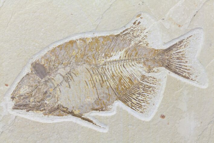 Bargain, Phareodus Fish Fossil - Uncommon Species #84232